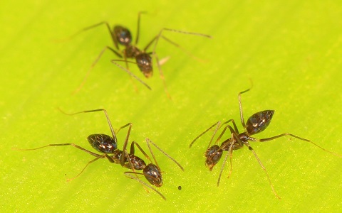 Confirmado, la hormiga loca se expande por EspaÃ±a